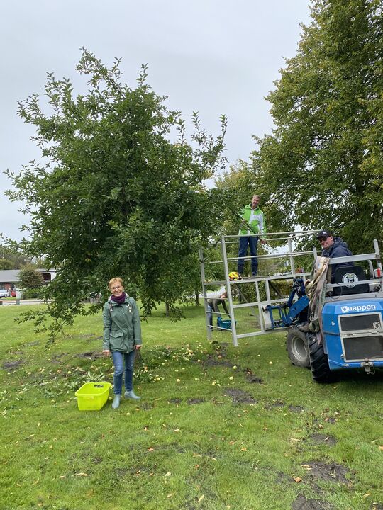 KGR bei der Apfelernte